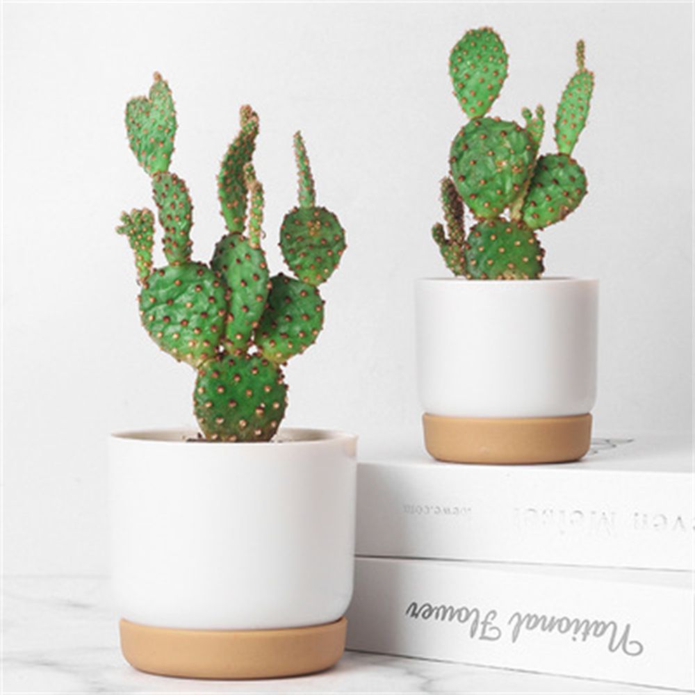 Vaso per Piante Grasse Rotondo - Desk Setup Plant recensione e prezzo