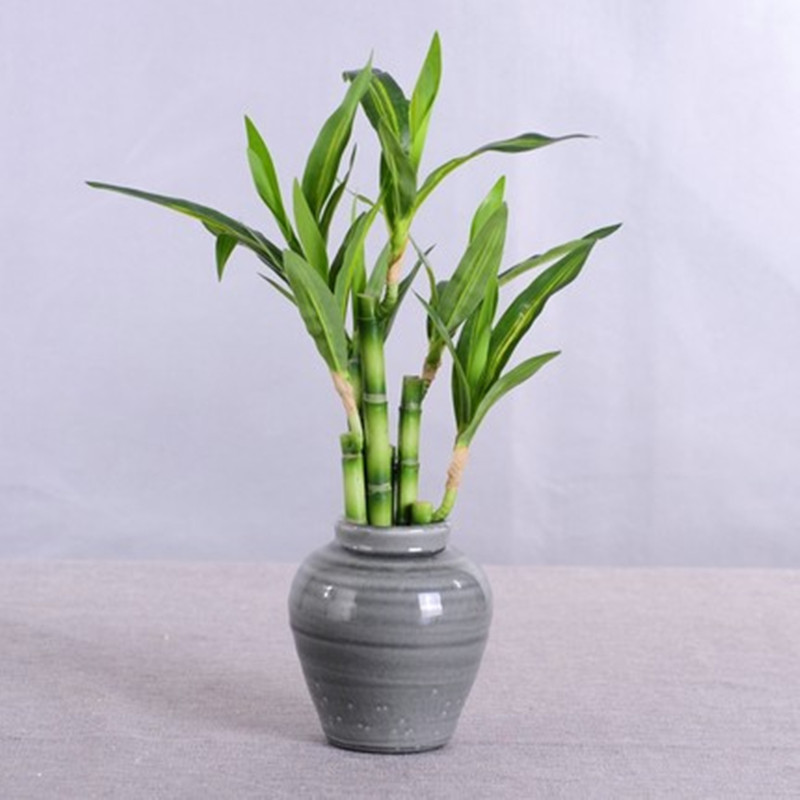 Nuovo 40 cm rFtificial Lucky B - Desk Setup Plant recensione e prezzo