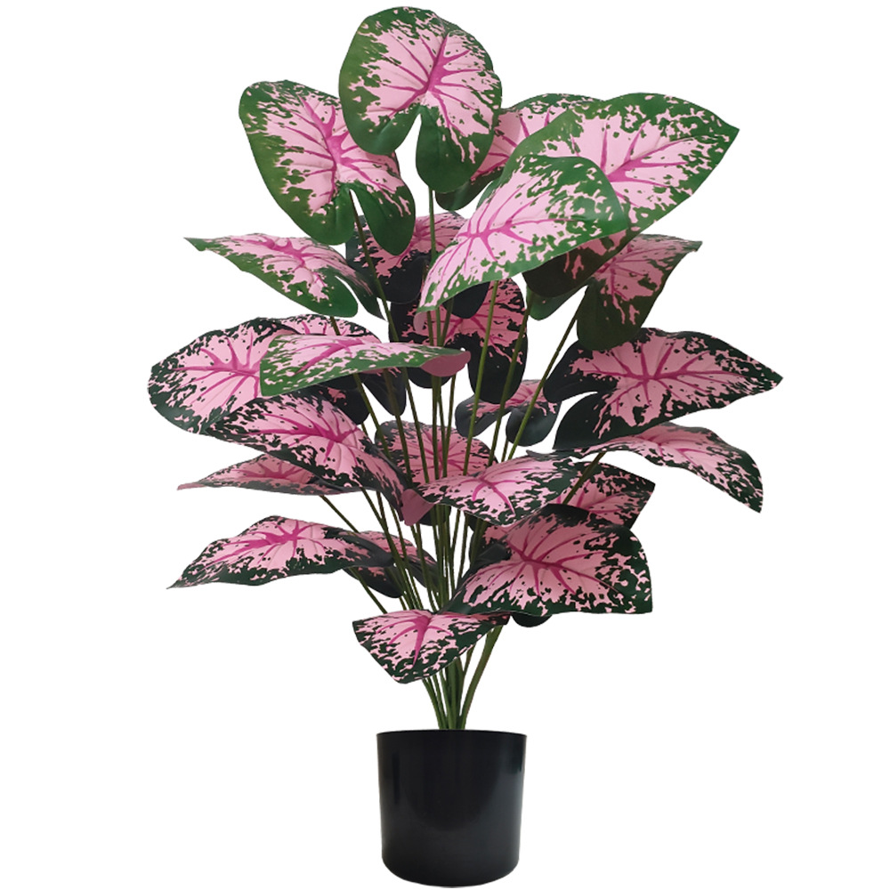 Piante in vaso con foglie rosa - Desk Setup Plant recensione e prezzo