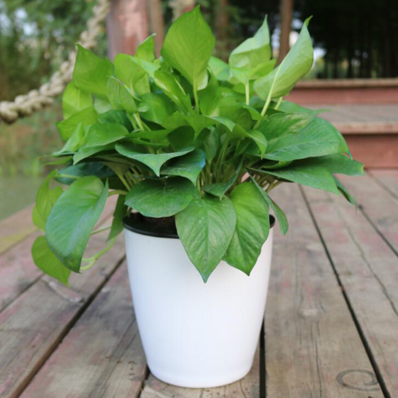 Vaso per Fiori Automatico Lazy - Desk Setup Plant recensione e prezzo